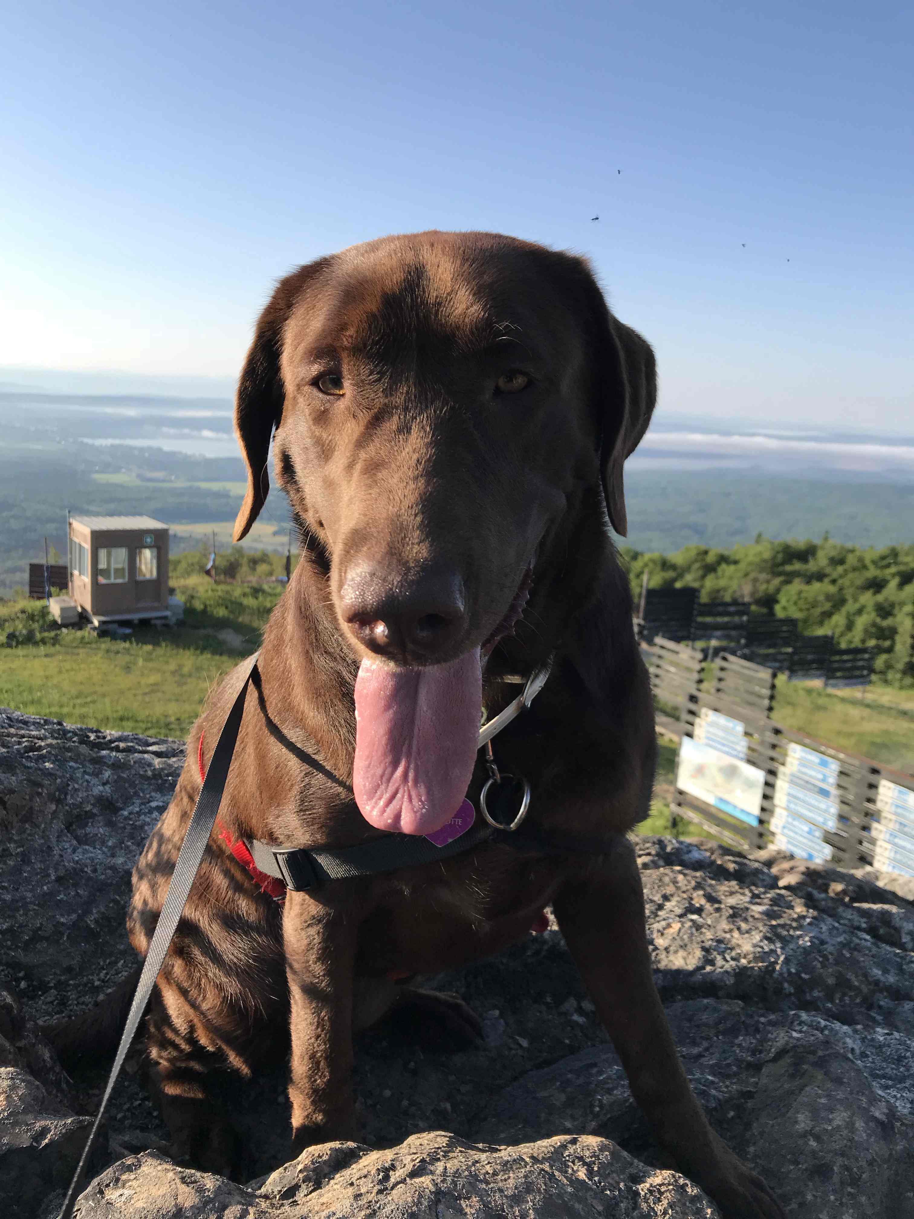 Chien en montagne 2 1