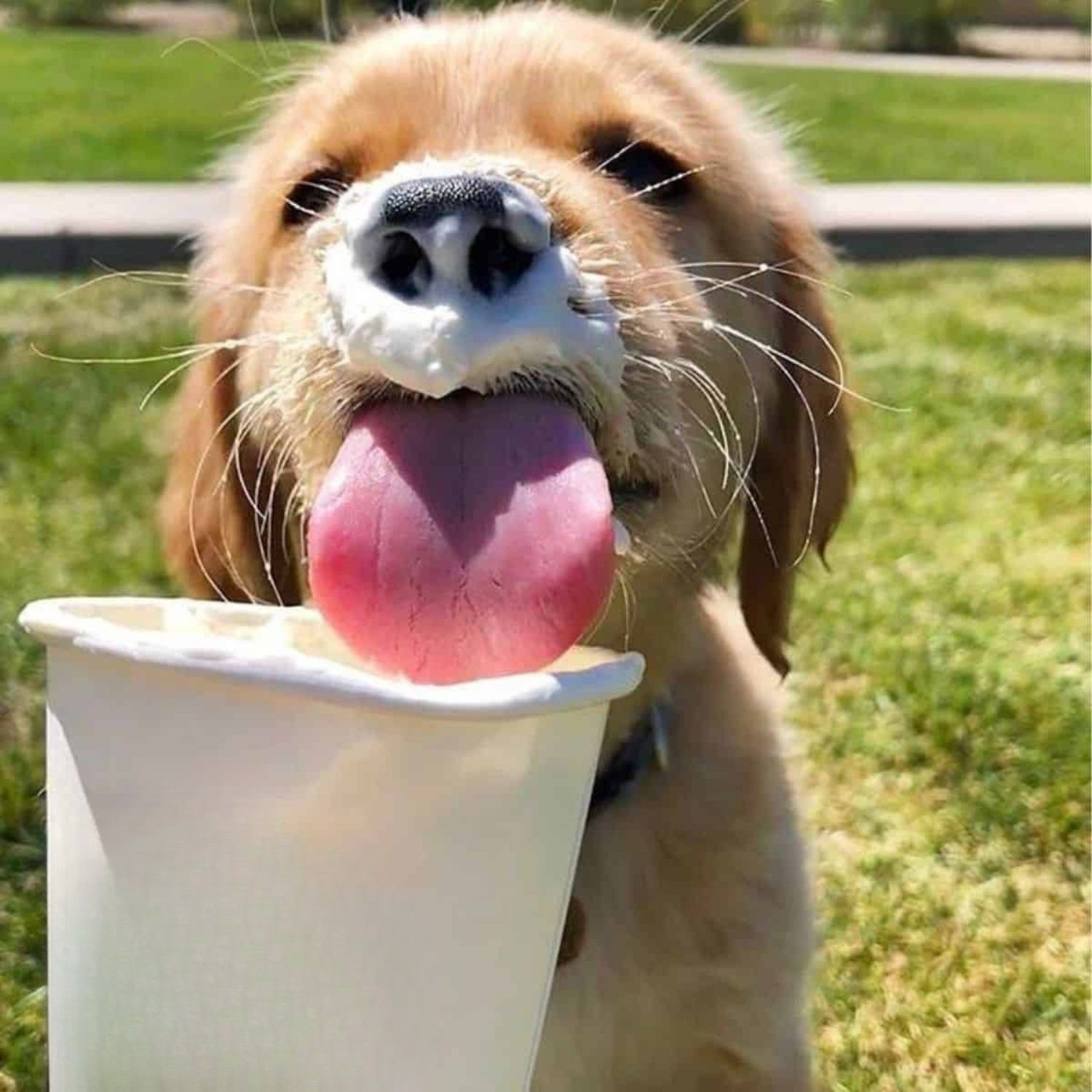 Bar a pup